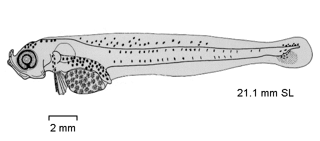 Chaenocephalus aceratus