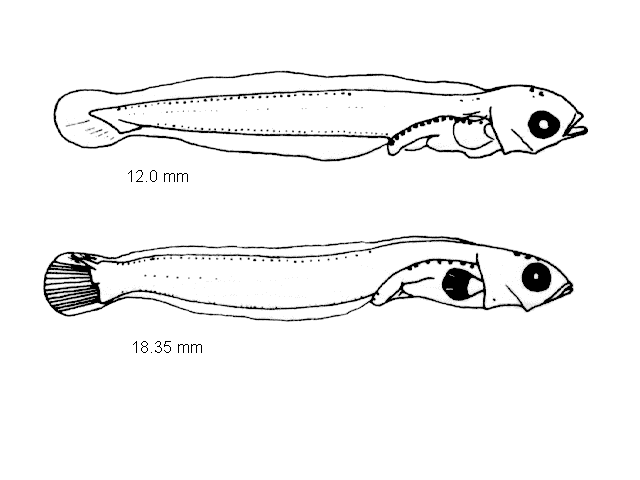 Chirolophis ascanii