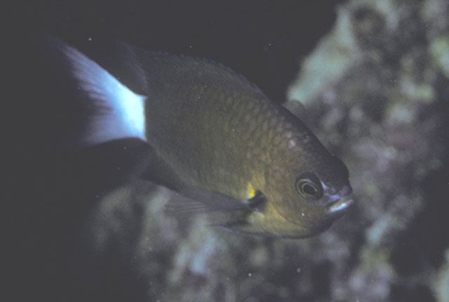 Pycnochromis bami