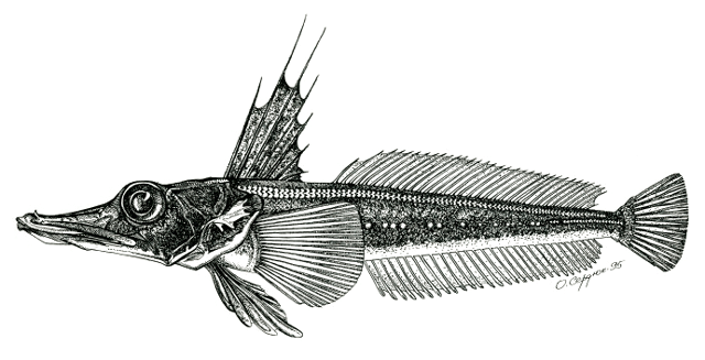 Channichthys bospori