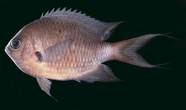 Pycnochromis caudalis