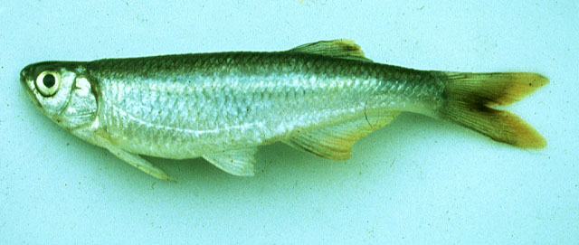 Chelaethiops congicus