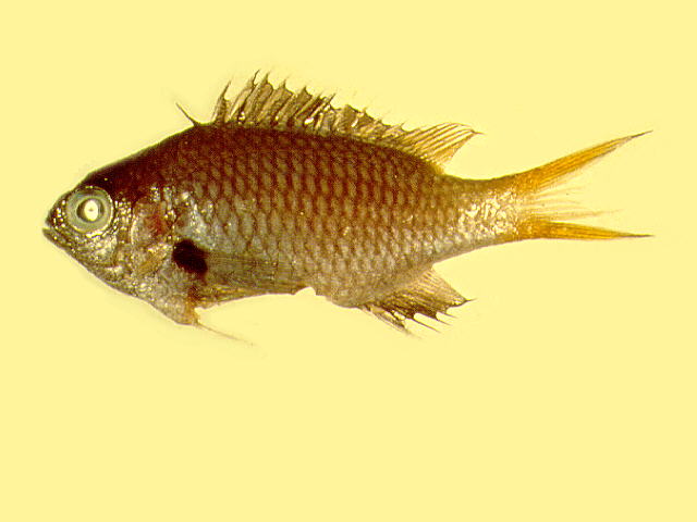 Chromis flavomaculata