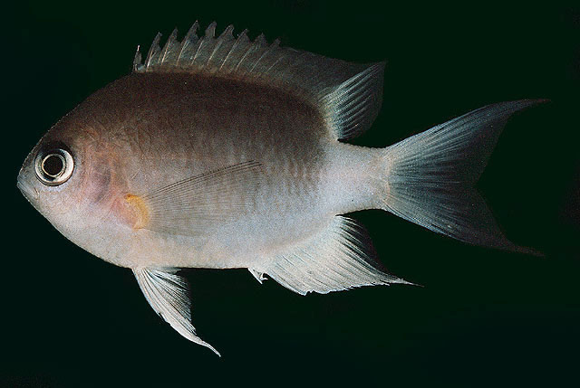 Pycnochromis flavipectoralis