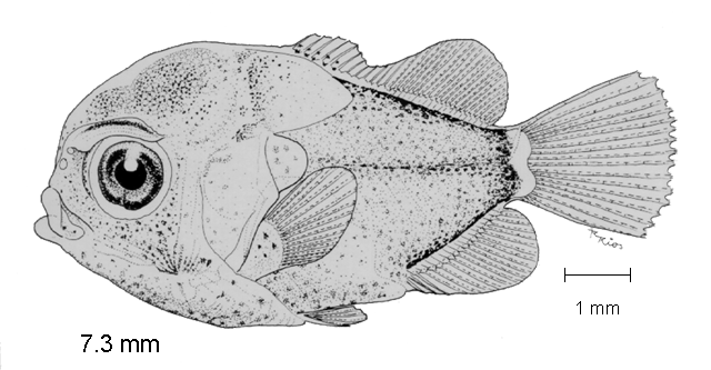 Chaetodon humeralis