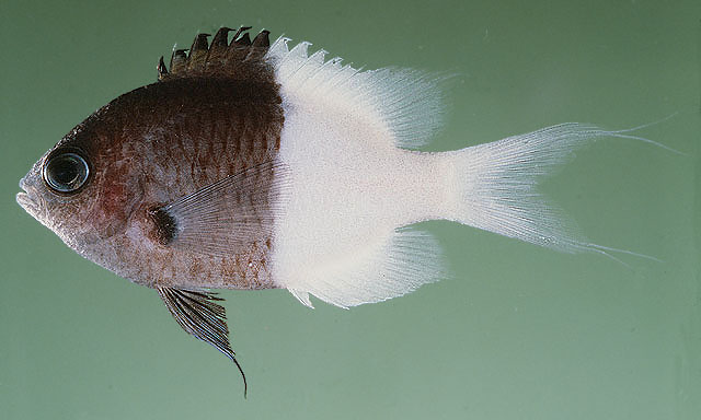 Pycnochromis iomelas