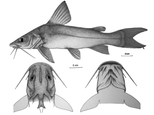 Chrysichthys laticeps