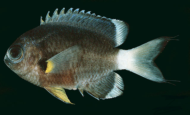 Pycnochromis leucurus