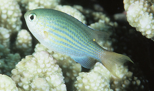 Pycnochromis lineatus