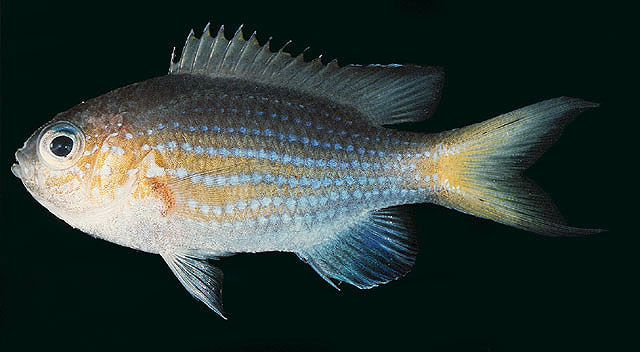 Pycnochromis lineatus