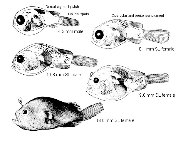 Chaenophryne longiceps