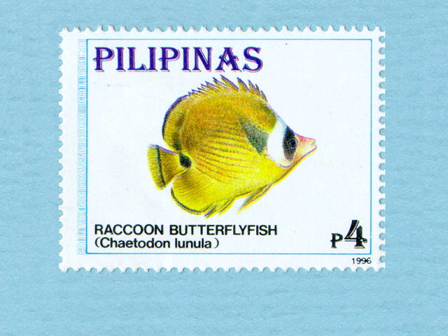 Chaetodon lunula