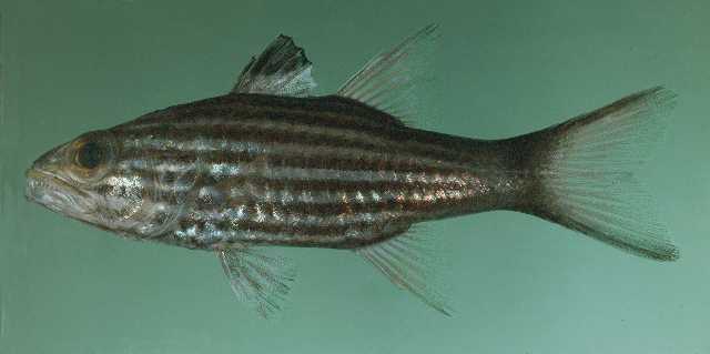 Cheilodipterus macrodon