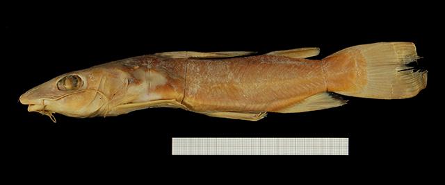 Chrysichthys macropterus