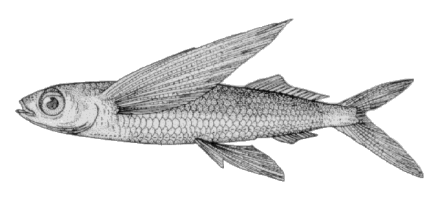 Cheilopogon melanurus