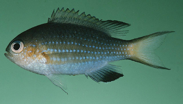 Pycnochromis nigrurus