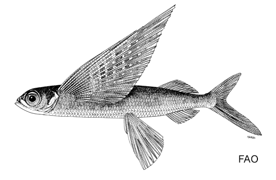 Cheilopogon rapanouiensis