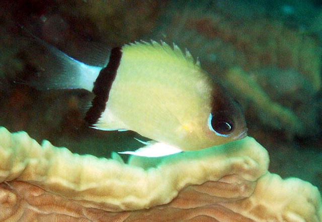 Pycnochromis retrofasciatus