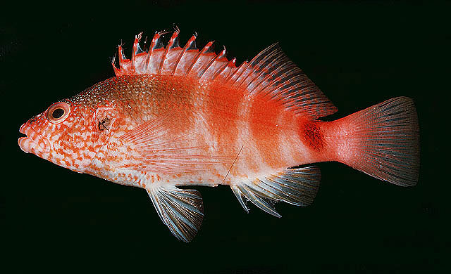 Cirrhitops fasciatus