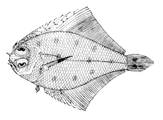 Citharichthys gymnorhinus