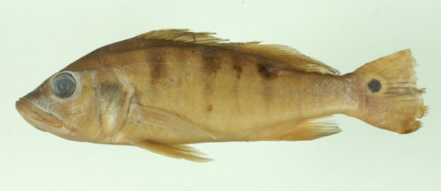 Cichla nigromaculata