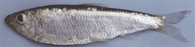 Clupeonella tscharchalensis