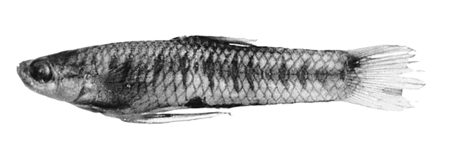 Cnesterodon hypselurus