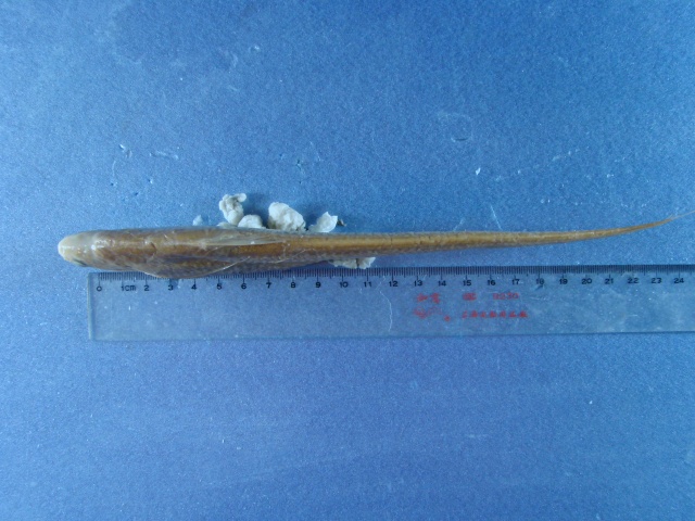 Coilia brachygnathus