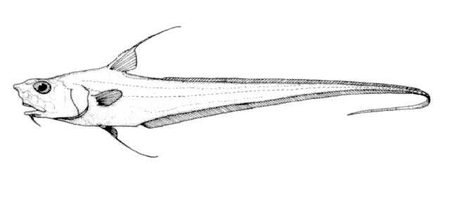 Coryphaenoides carapinus