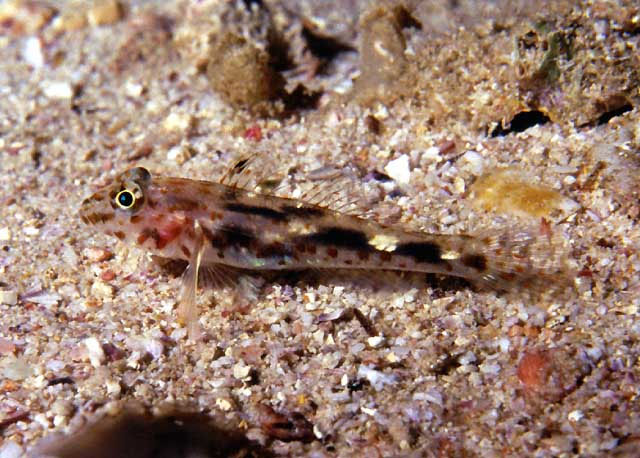 Fusigobius inframaculatus