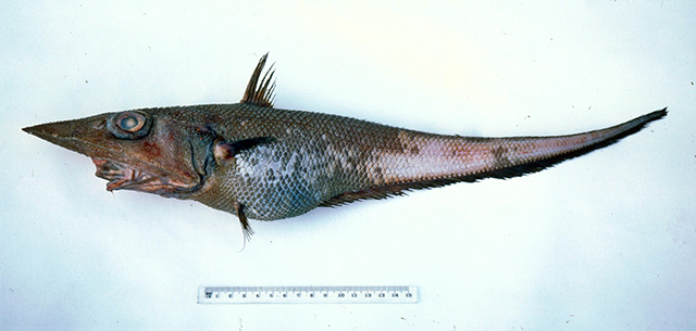 Coelorinchus macrorhynchus
