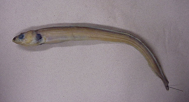 Congriscus marquesaensis