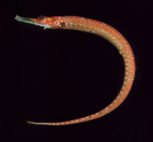 Cosmocampus maxweberi