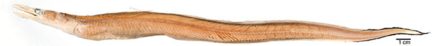 Congrhynchus talabonoides