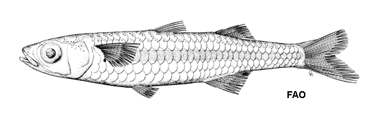 Craterocephalus mugiloides