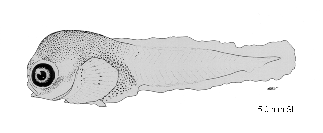 Cyclopterus lumpus