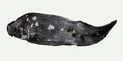 Cynoglossus purpureomaculatus