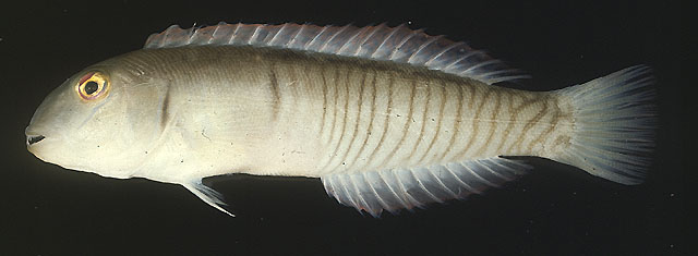 Cymolutes torquatus