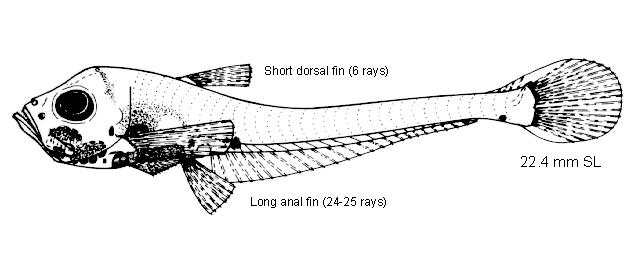 Danaphos oculatus