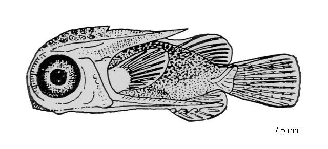 Dactylopterus volitans