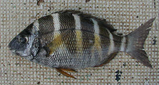 Diplodus fasciatus