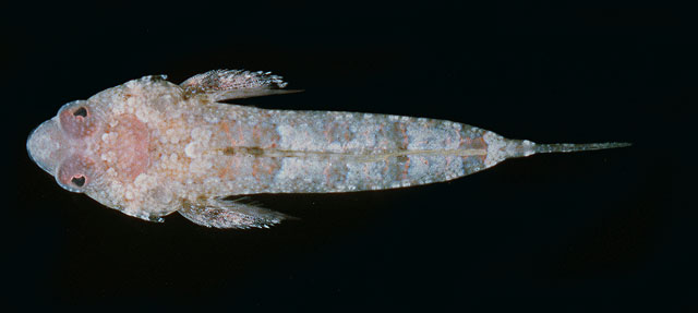 Diplogrammus pygmaeus
