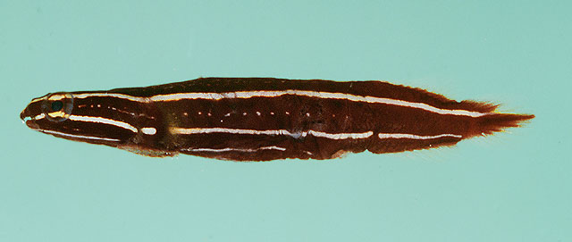 Lepadichthys lineatus