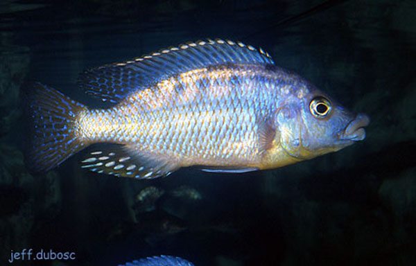 Eclectochromis ornatus