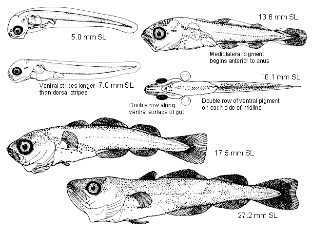 Eleginus gracilis