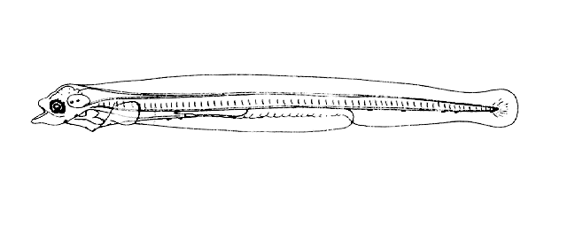 Engraulis anchoita