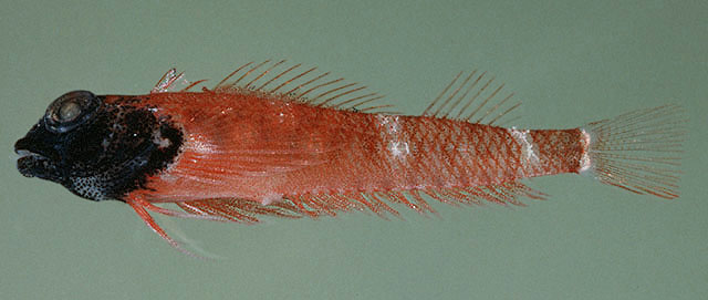 Enneapterygius atriceps