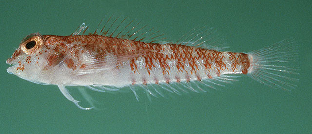 Enneapterygius atriceps