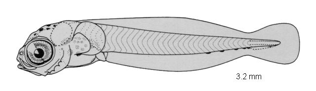 Enchelyurus brunneolus