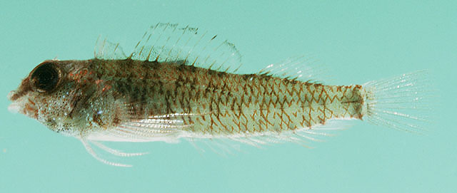 Enneapterygius rufopileus